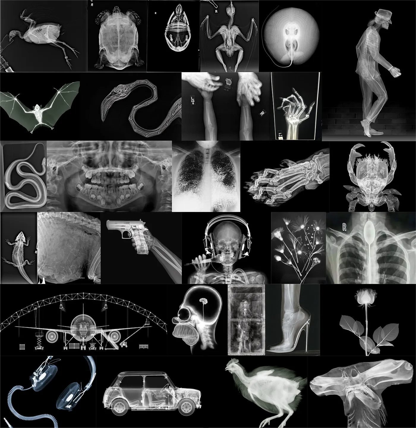 Training set: 30 X-Rays. Most of them natural — human, animal, inanimate. Some artistic.