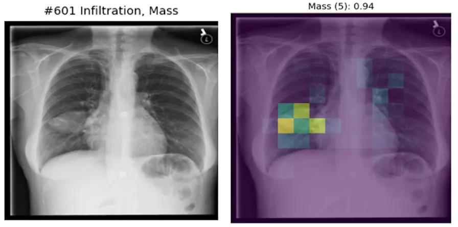 Input image and labels on the left. Visualized attention scores of DINOv3-based classifier on the right.