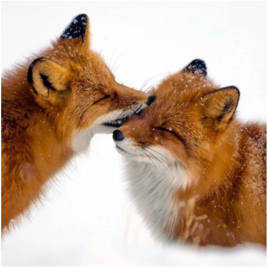 Two foxes back from latent space.