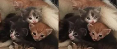 Kittens before and after going to latent space with Deep Compression Autoencoder (dc-ae-f32c32-sana-1.0)